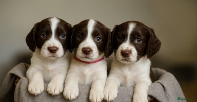 Sprocker dogs - Advert 3