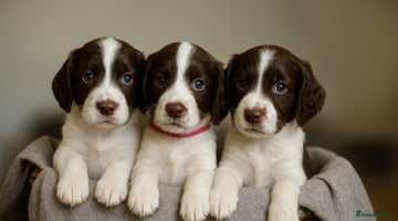 Sprocker dogs - Advert 4