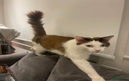 Turkish Van cats for sale: He just needs a loving home  - Image 2