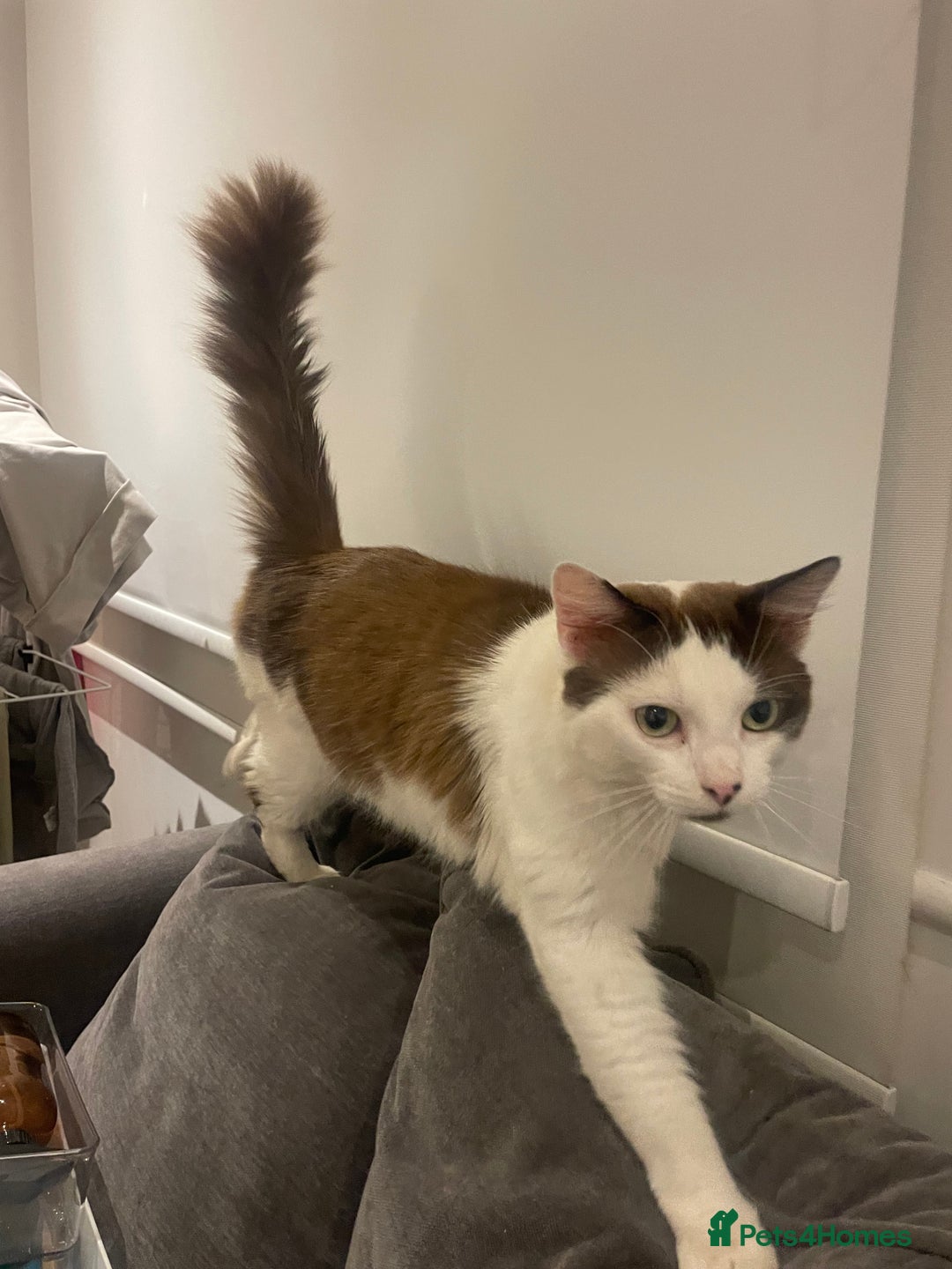 Turkish Van cats for sale: He just needs a loving home  - Image 2