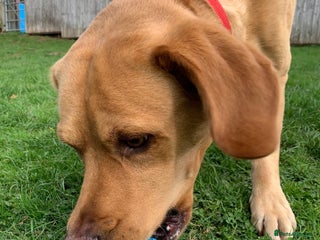 Labrador Retriever dogs in Hengoed - Advert 10