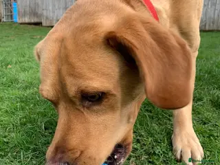 Labrador Retriever dogs Fox red Labrador up for stud duties ( PROVEN) in Hengoed - Advert 17