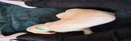 Labrador Retriever dogs for sale: Ready to leave labrador puppies 2girl 3male left  - Advert 32