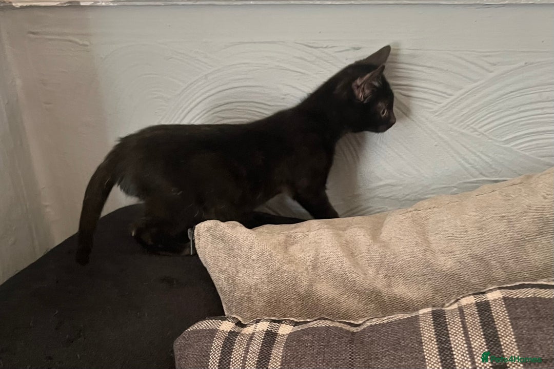 Mixed Breed cats for sale: Munchkin x British shorthair kittens - Advert 26