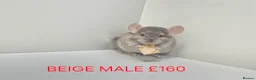 Chinchilla rodents for sale: STUNNING BABIES CHINCHILLA MIX COLOURS AND GENDER  in Sutton-in-Ashfield - Advert 6