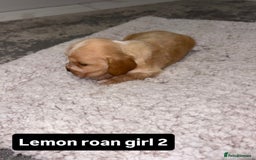 Cocker Spaniel dogs for sale: Kc show cocker spaniels with 5 week free insurance - Advert 4