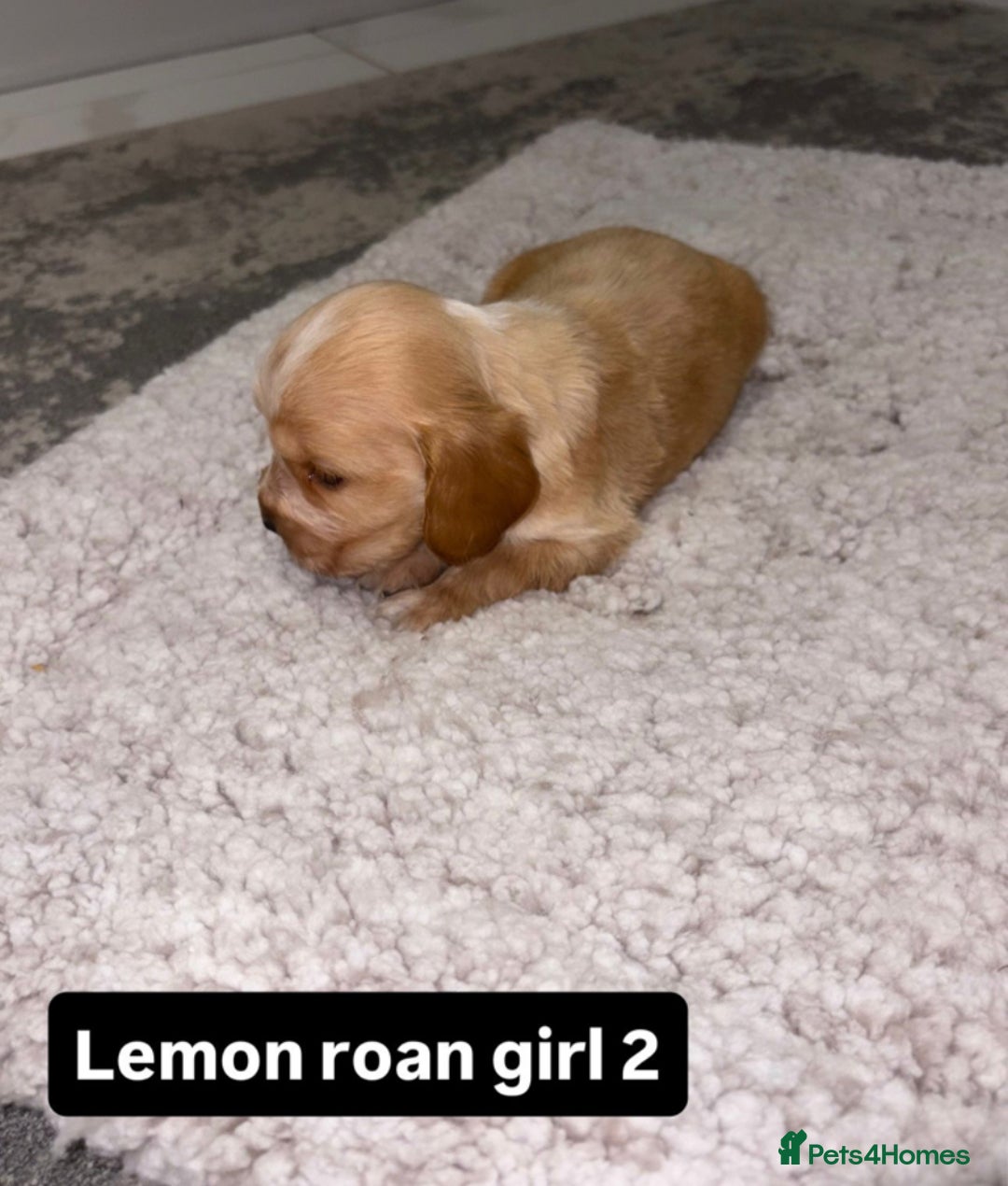 Cocker Spaniel dogs for sale: Kc show cocker spaniels with 5 week free insurance - Advert 4