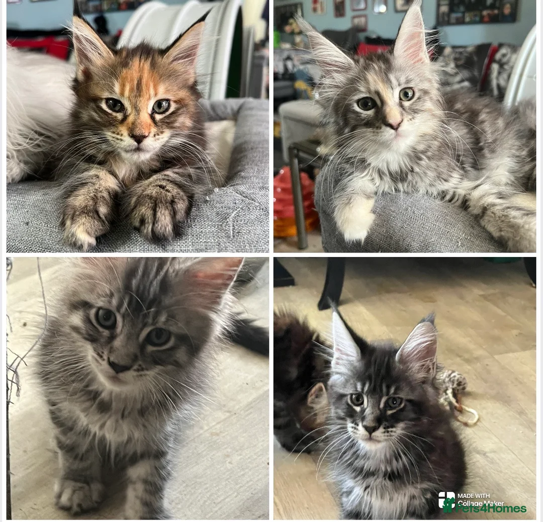 Maine Coon cats for sale: Maine Coon kittens - Advert 1