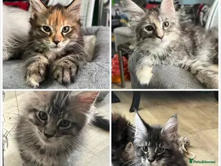 Maine Coon cats for sale: Maine Coon kittens - Advert 2