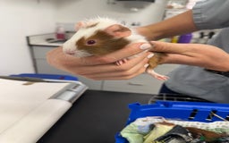 Guinea Pig rodents for sale: 3 bonded males 5 weeks old  - Image 9