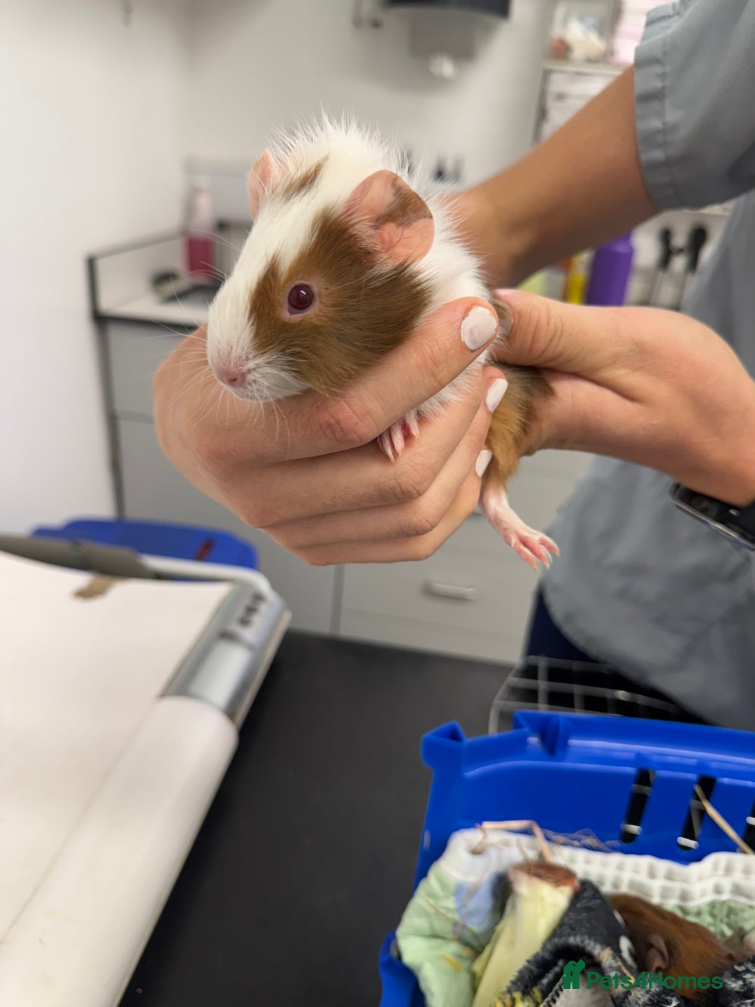 Guinea Pig rodents for sale: 3 bonded males 5 weeks old  - Image 9
