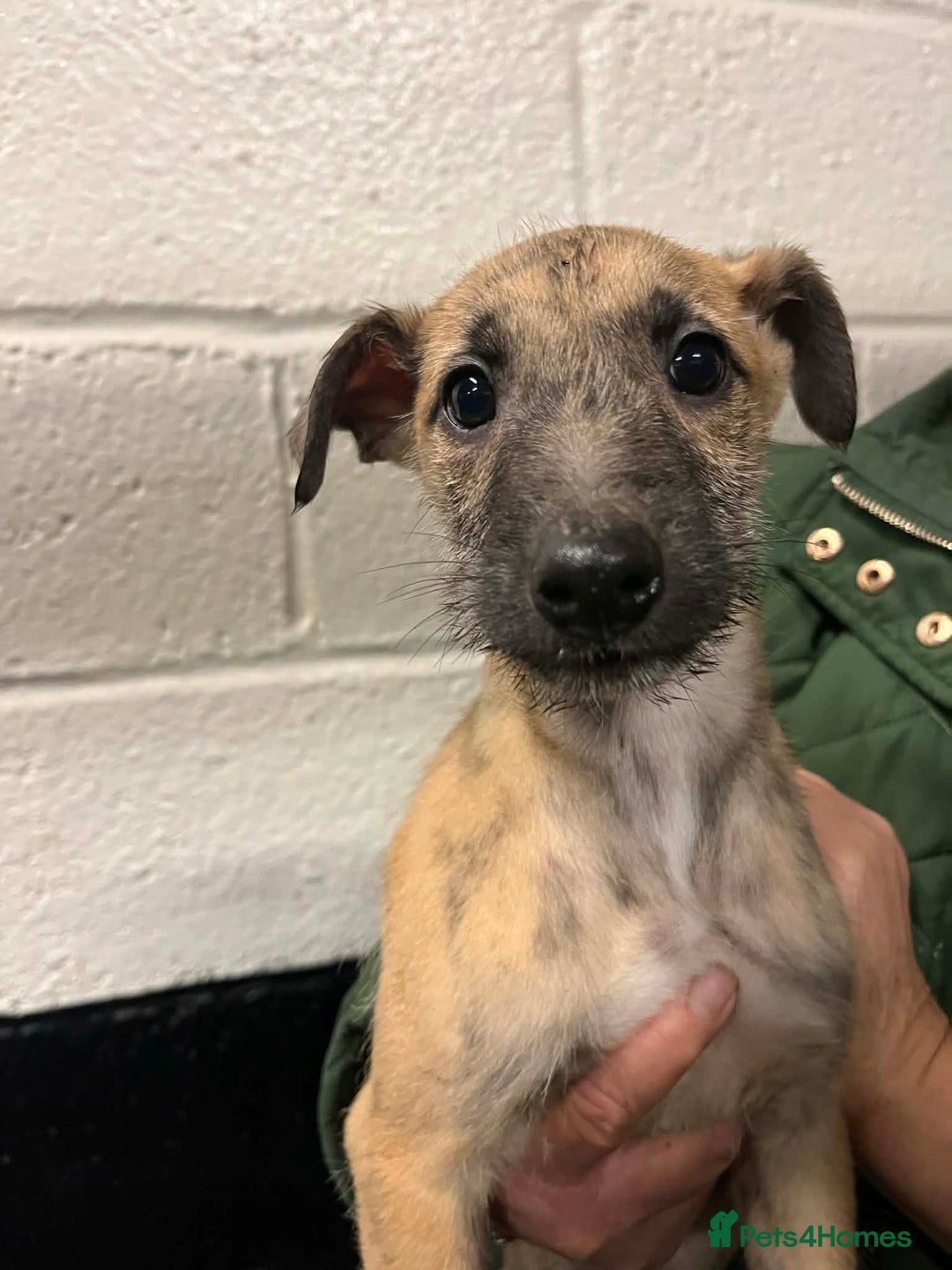 Mixed Breed dogs for sale: Gorgeous lurcher puppies - Advert 5