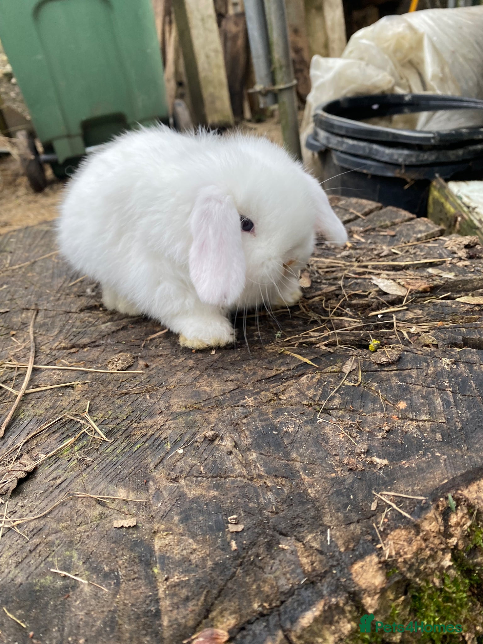 Mini Lop rabbits Family bred Blue eyed white 100% pure Mini Lops  - Advert 1