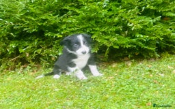 Border Collie dogs for sale: Gorgeous Collie pups - Image 4