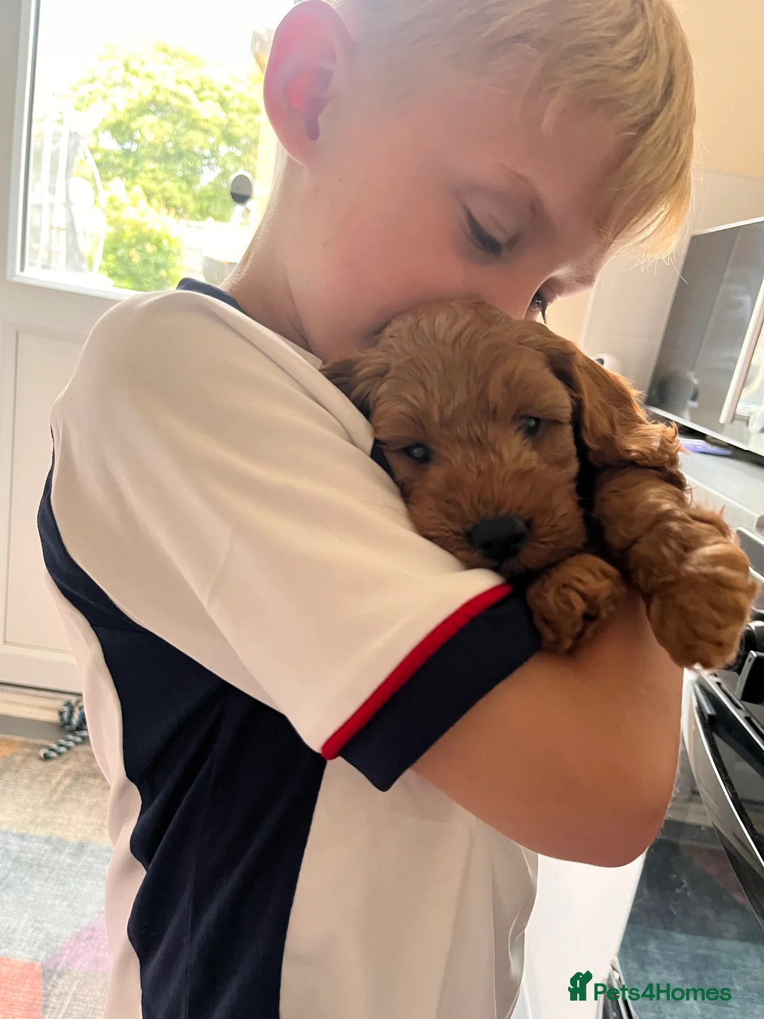 Cockapoo dogs for sale: 🐶✨ 8 Beautiful FB1 Cockapoo Puppies ✨🐶  - Advert 2