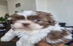 Shih Tzu dogs for sale: Cute Imperial Shih tzu puppies for sale - Image 5