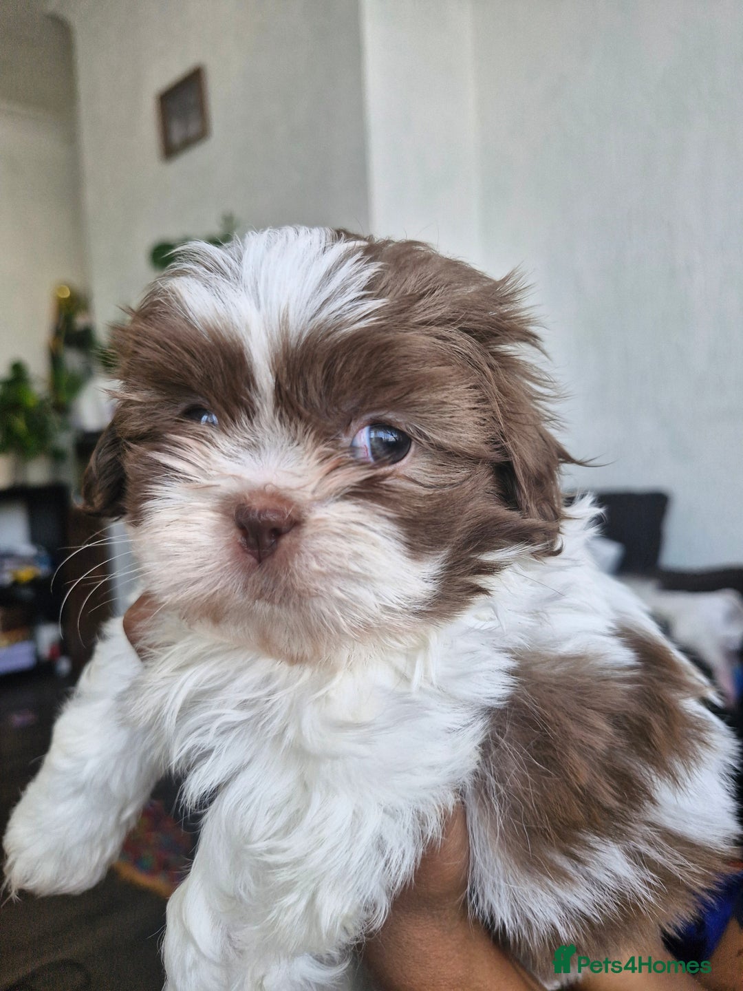 Shih Tzu dogs for sale: Cute Imperial Shih tzu puppies for sale - Image 5