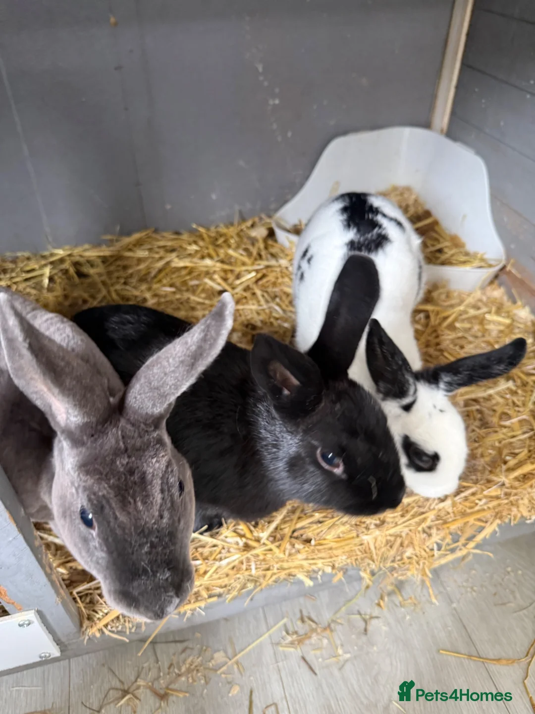 Mixed Breed rabbits for sale: Mixed Rex breed  - Advert 1