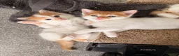 Mixed Breed cats for sale: 5 gorgeous playful little ones  - Advert 19