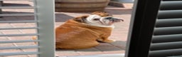 English Bulldog dogs for stud: KC Reg - Deep Red and White -Gold Health Test in Warrington - Advert 4