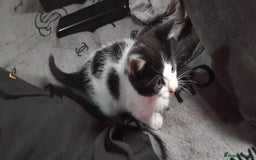 Mixed Breed cats for sale: Fluffy kittens  - Image 3