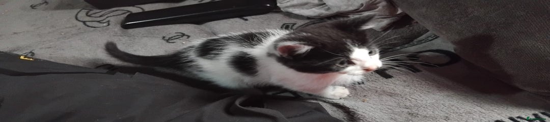 Mixed Breed Kitten 1