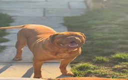 Dogue De Bordeaux dogs for sale: Looking for his final and forever home - Image 9