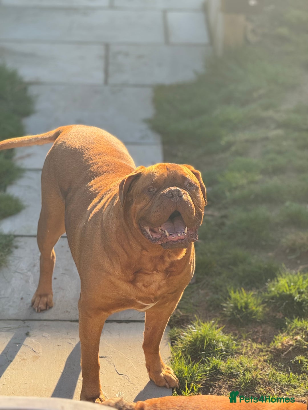 Dogue De Bordeaux dogs for sale: Looking for his final and forever home - Image 9