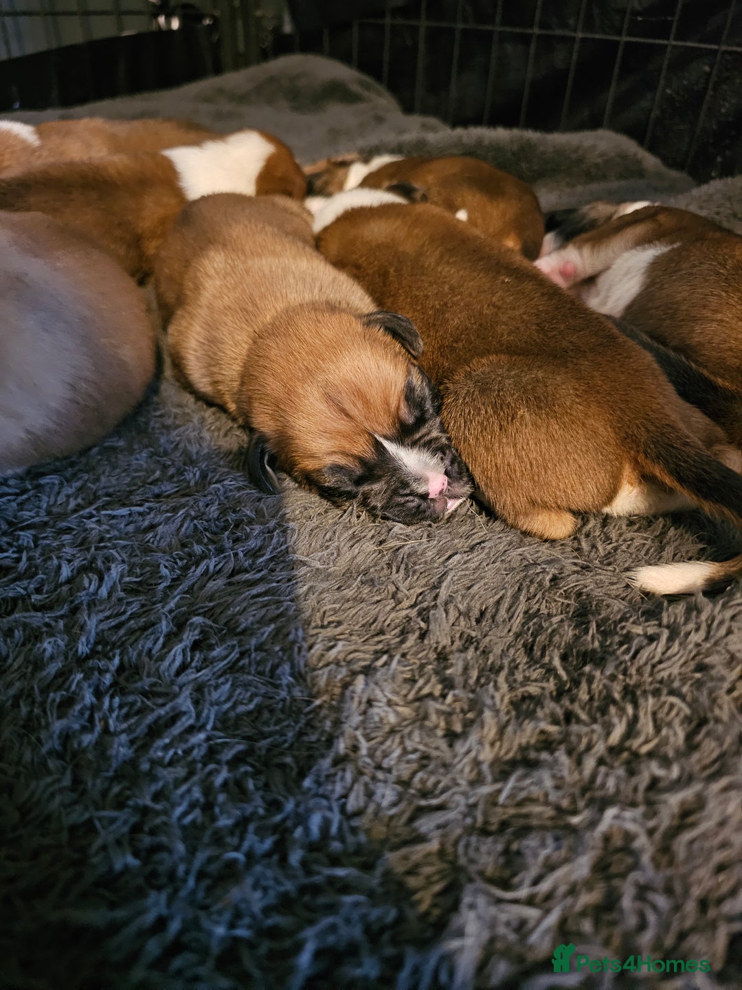 Boxer dogs for sale: Boxer babies - Advert 19