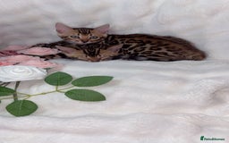 Bengal cats for sale: 2 Female Pure Bengals Ready For A New Home 🏡 - Advert 1