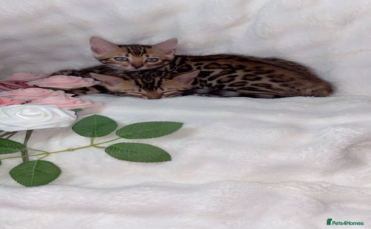 Bengal cats 2 Female Pure Bengals Ready For A New Home 🏡 - Advert 1