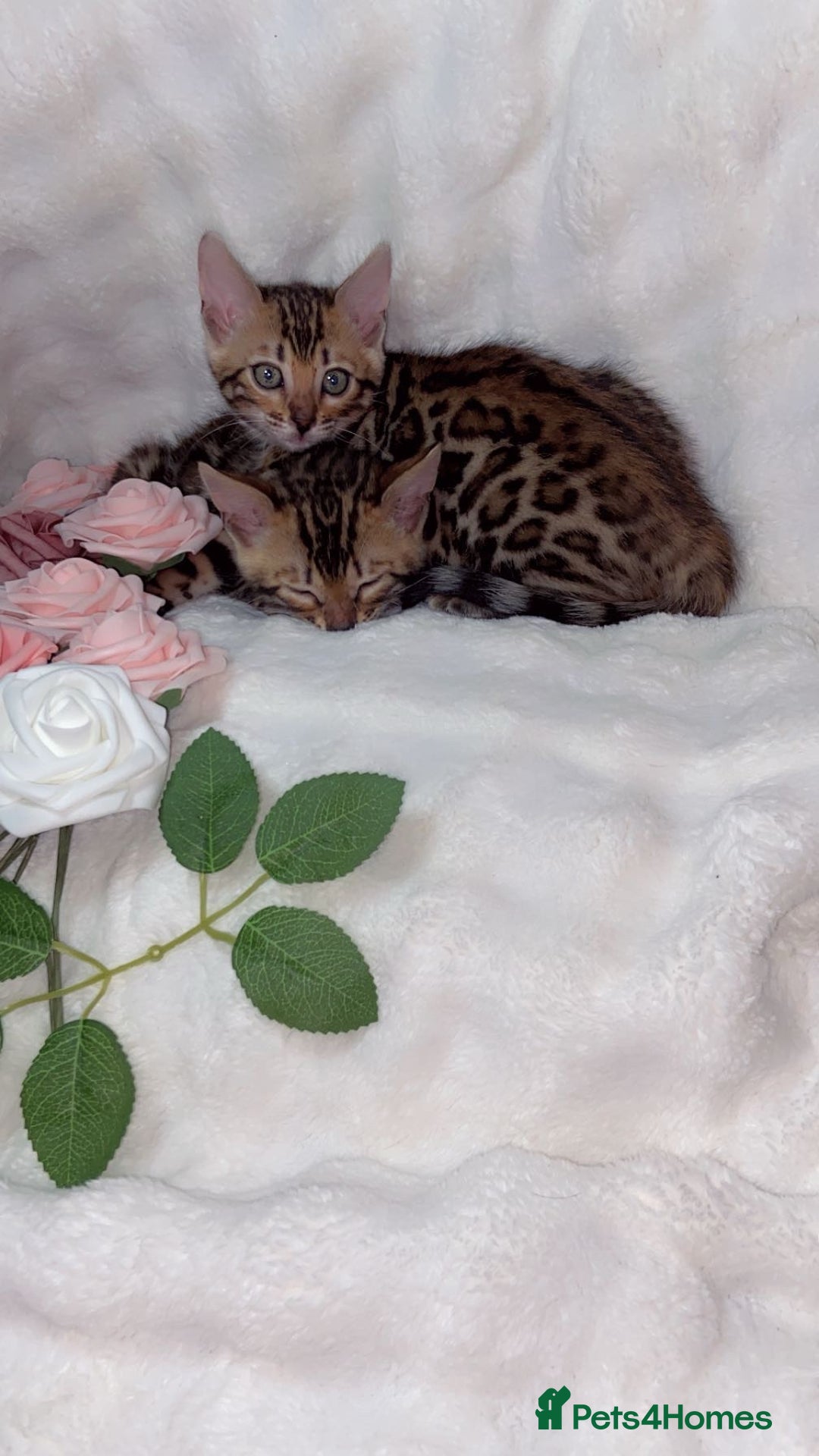 Bengal cats for sale: 2 Female Pure Bengals Ready For A New Home 🏡 - Advert 1