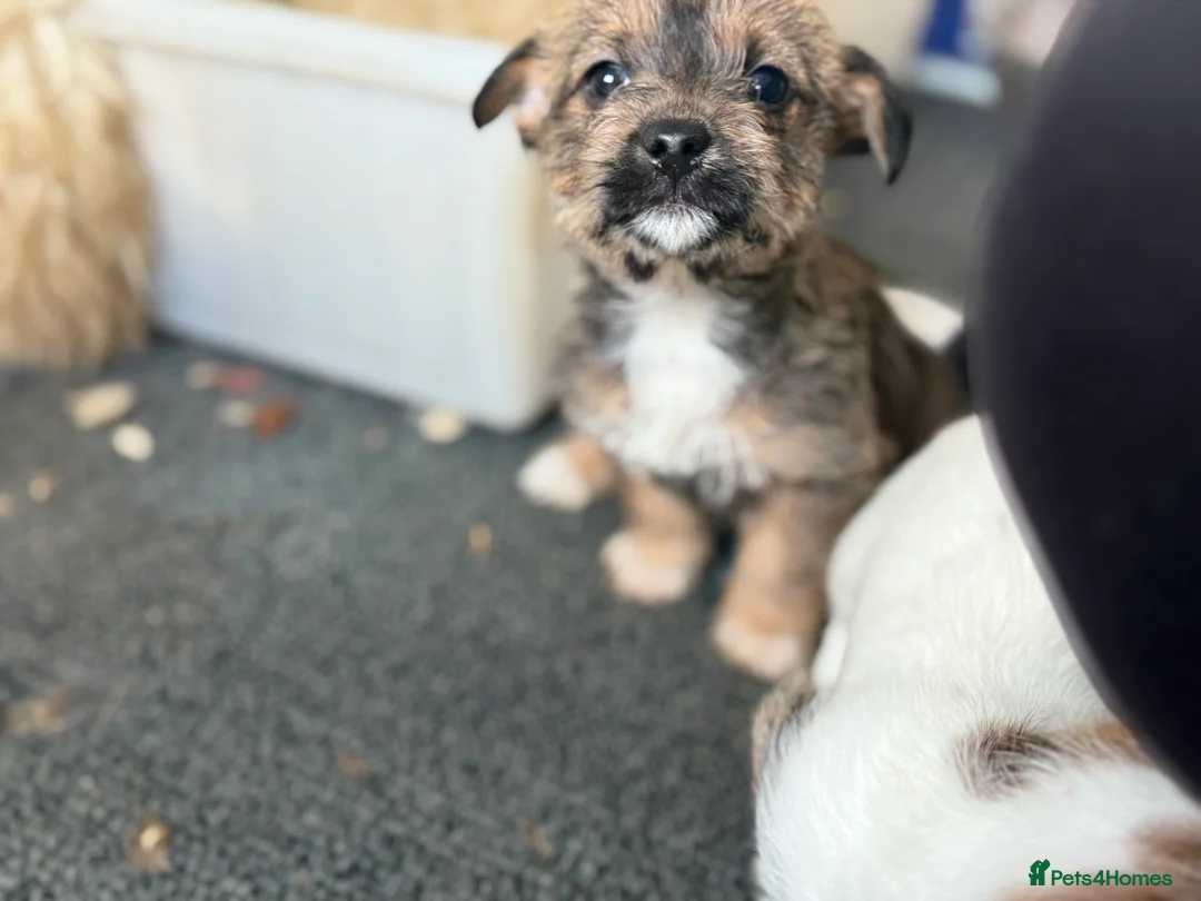 Jack Russell dogs for sale: Jack Russell puppys - Advert 4