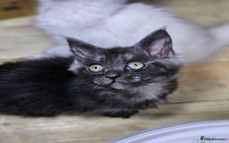 Maine Coon cats for sale: Maine Coon  - Image 8
