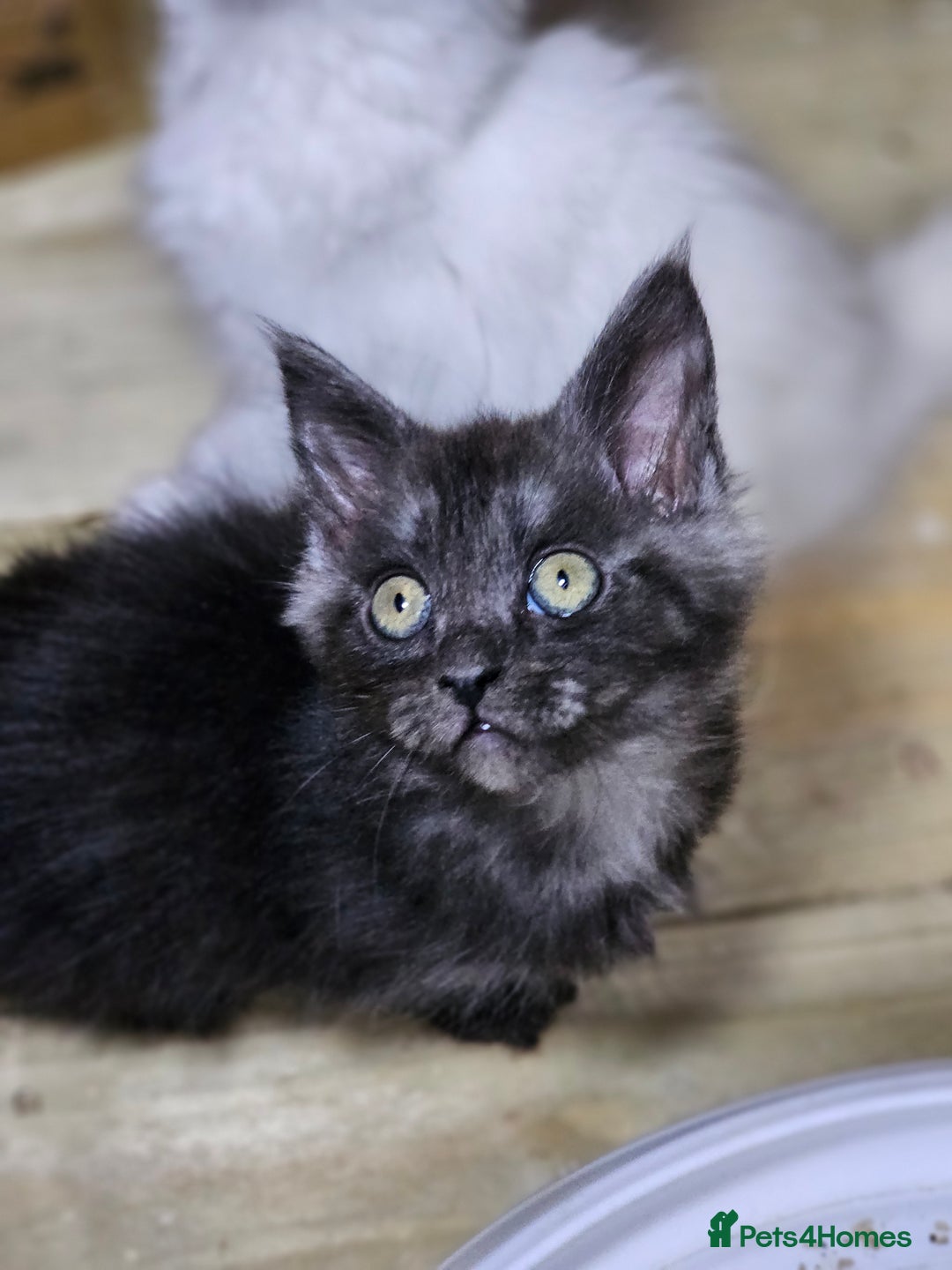 Maine Coon cats for sale: Maine Coon  - Image 8