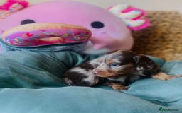 Miniature Dachshund dogs for sale: Long Haired Miniature Dachshund Puppies - Image 2