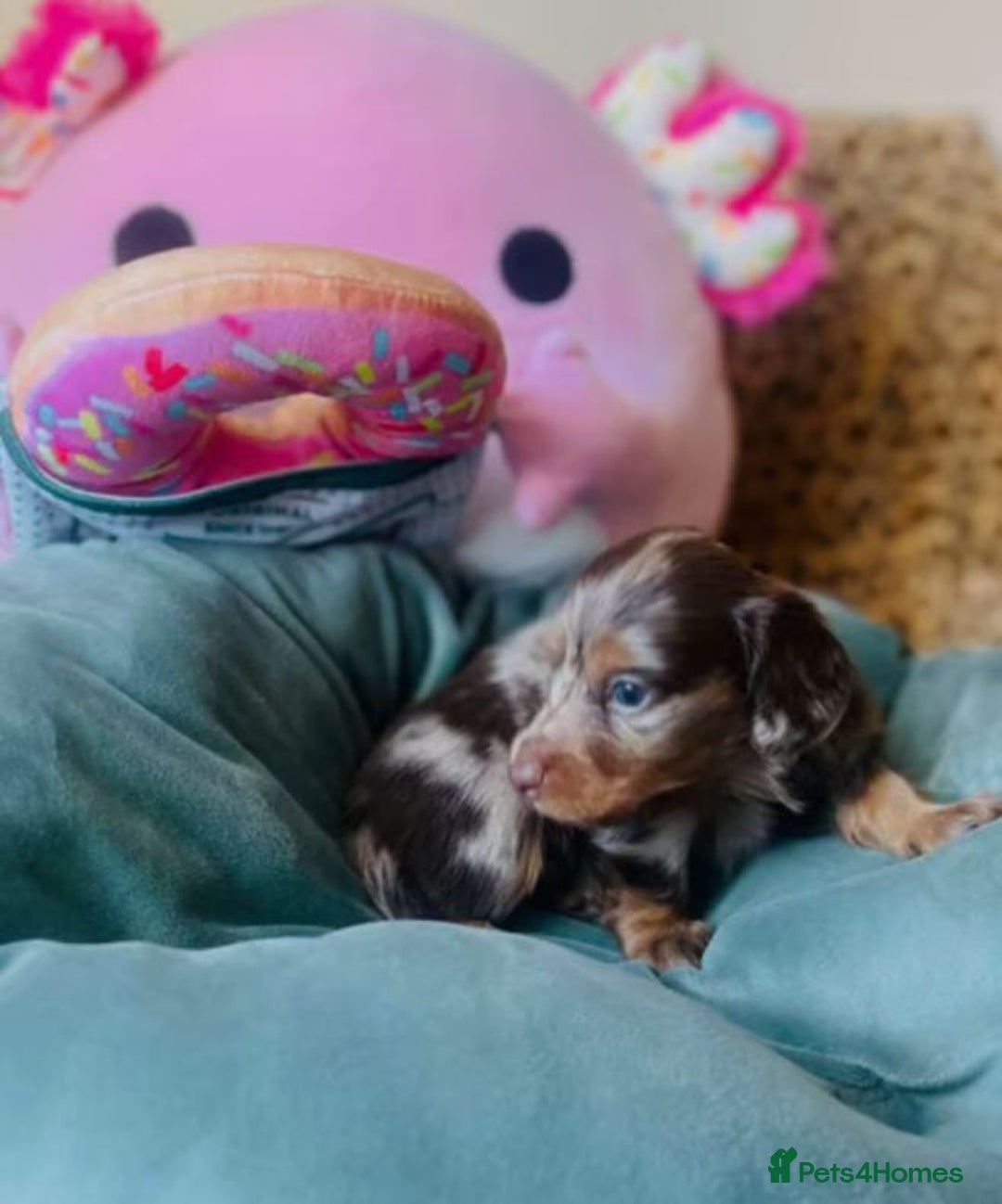 Miniature Dachshund dogs for sale: Long Haired Miniature Dachshund Puppies - Image 2