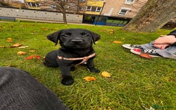 Goldador dogs for sale: male goldador puppy for sale  - Advert 5