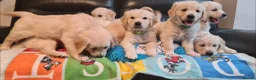 Golden Retriever dogs for sale: Beautiful Golden Retriever Puppies - Advert 7