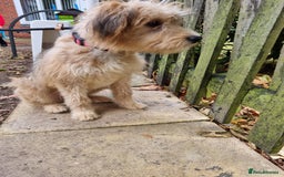 Mixed Breed dogs for adoption: Meet WILLOW - Image 4