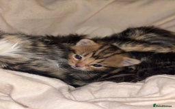 Mixed Breed cats for sale: *ONE LEFT* Beautiful long hair kittens - Advert 7
