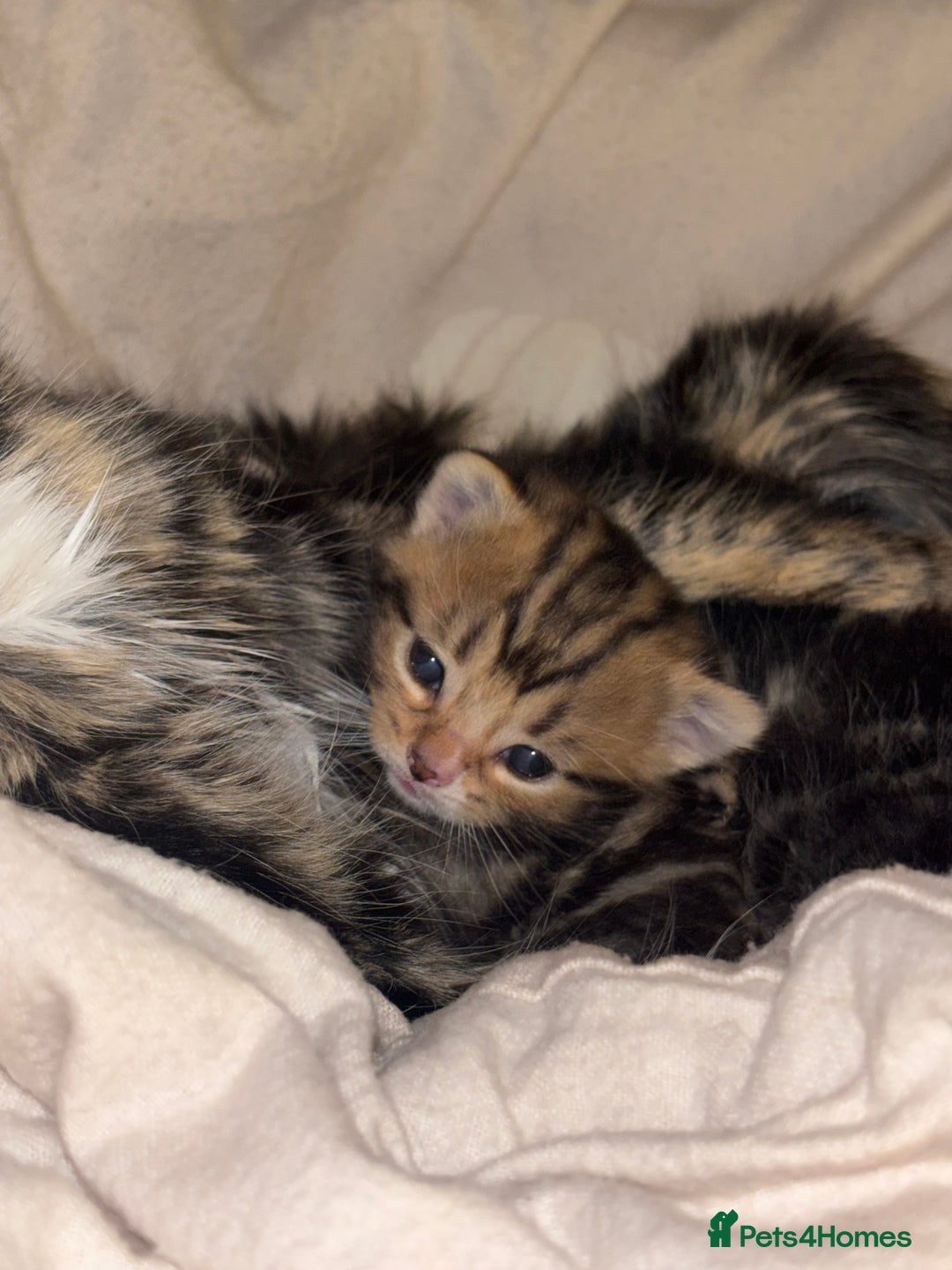 Mixed Breed cats for sale: *ONE LEFT* Beautiful long hair kittens - Advert 7