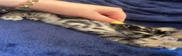 Bengal cats for sale: Belgian kittens  - Advert 4