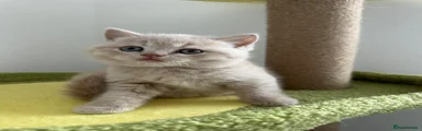 British Shorthair Captain America