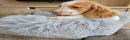 Cocker Spaniel dogs for sale: Working Type Cocker Spaniels - Advert 23