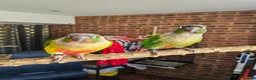 Conures birds for sale: Ricky & Cleo - Advert 10