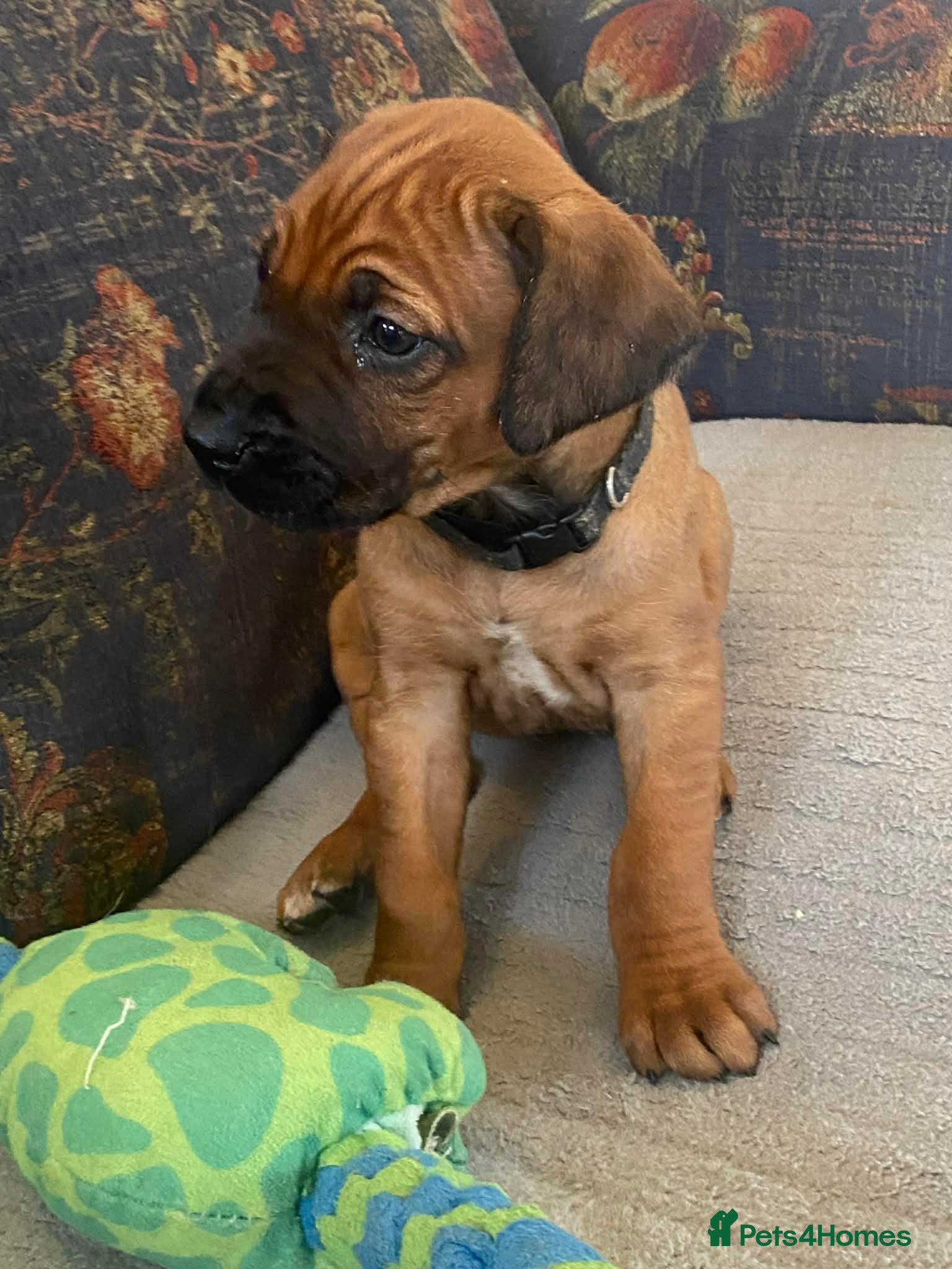 Rhodesian Ridgeback dogs KC reg Ridgeback puppies - Advert 1