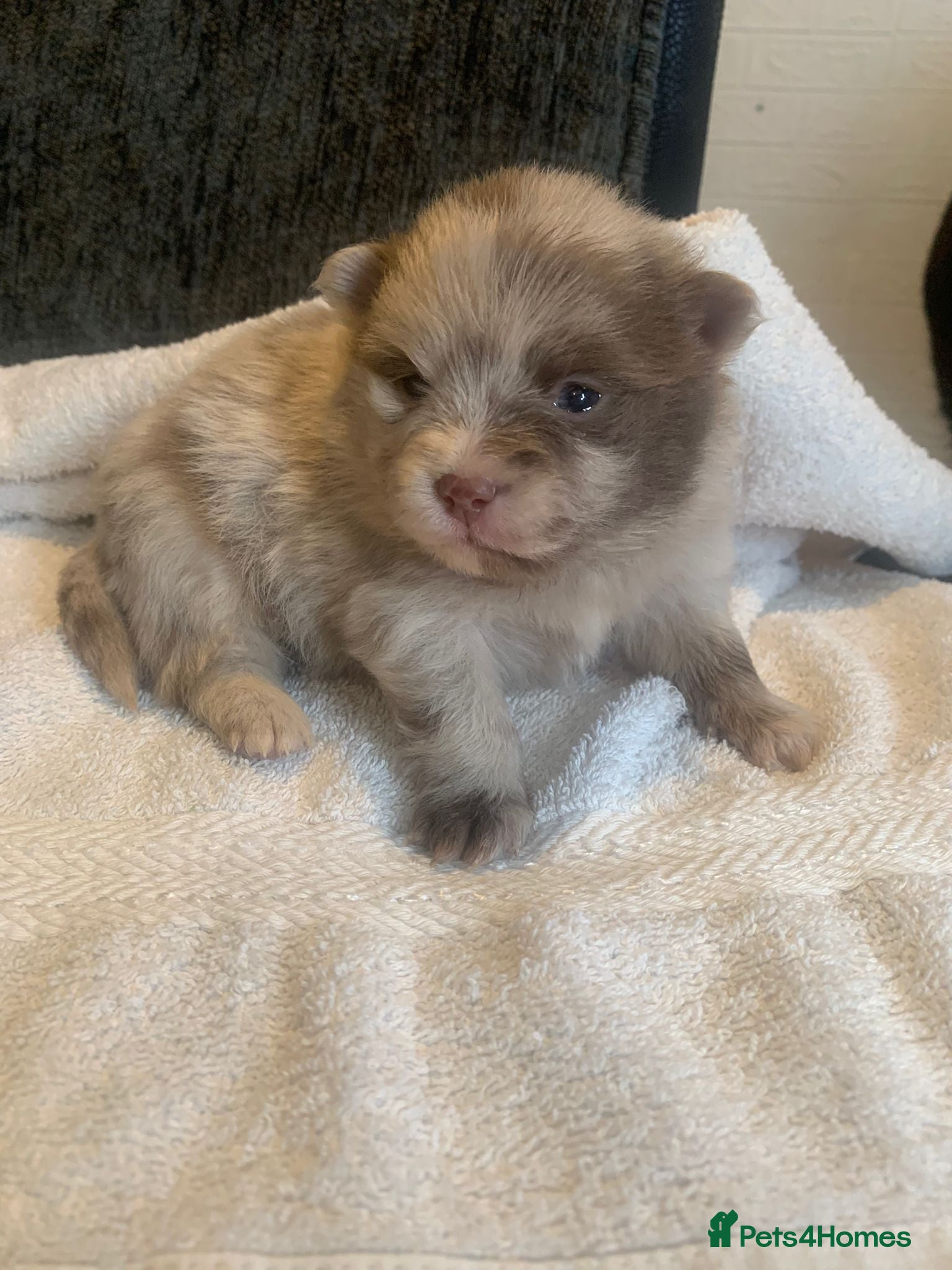 Pomeranian dogs Puppy’s ready in 5 weeks  - Advert 8