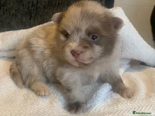 Pomeranian dogs Puppy’s ready in 5 weeks - Advert 8