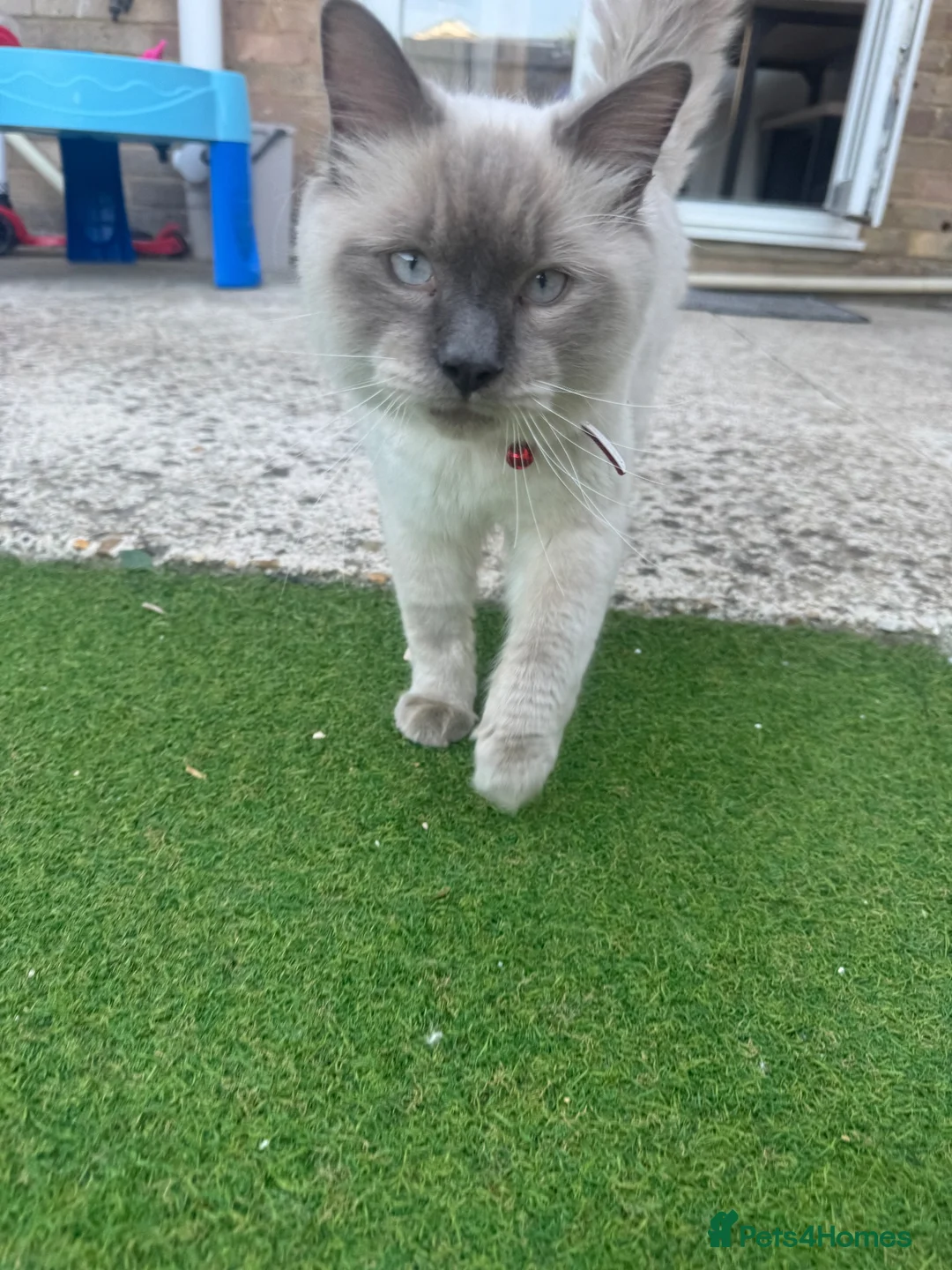 Ragdoll cats for sale: 10 month old Ragdoll in Shoreham-by-Sea - Advert 2